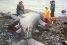 540: "Greenland shark caught July 24/75 by Maurice &amp;amp; Francis Barry". Maurice Barry at  left, Krista Ryan in yellow, Kippy the dog. (1975) [courtesy of Lorna Richardson]  - Maurice son of Thomas Barry &amp;amp; Catherine Corrigan; Krista daughter of Denis Ryan &amp;amp; Lorna Chapple